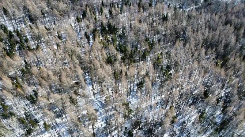 Miniature